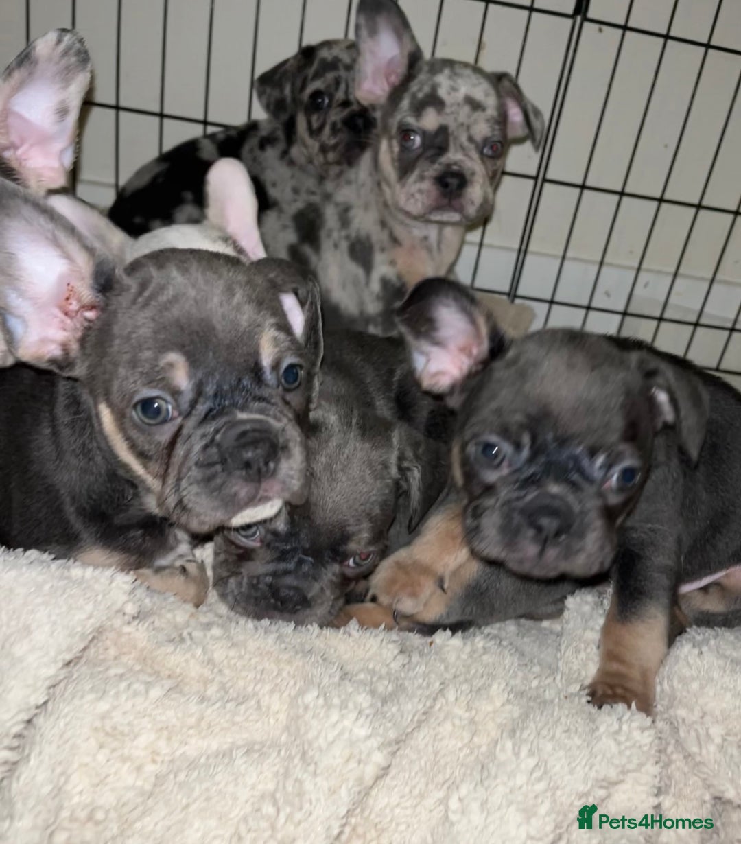 French Bulldog dogs for sale: READY NOW French bulldog puppies  - Advert 29