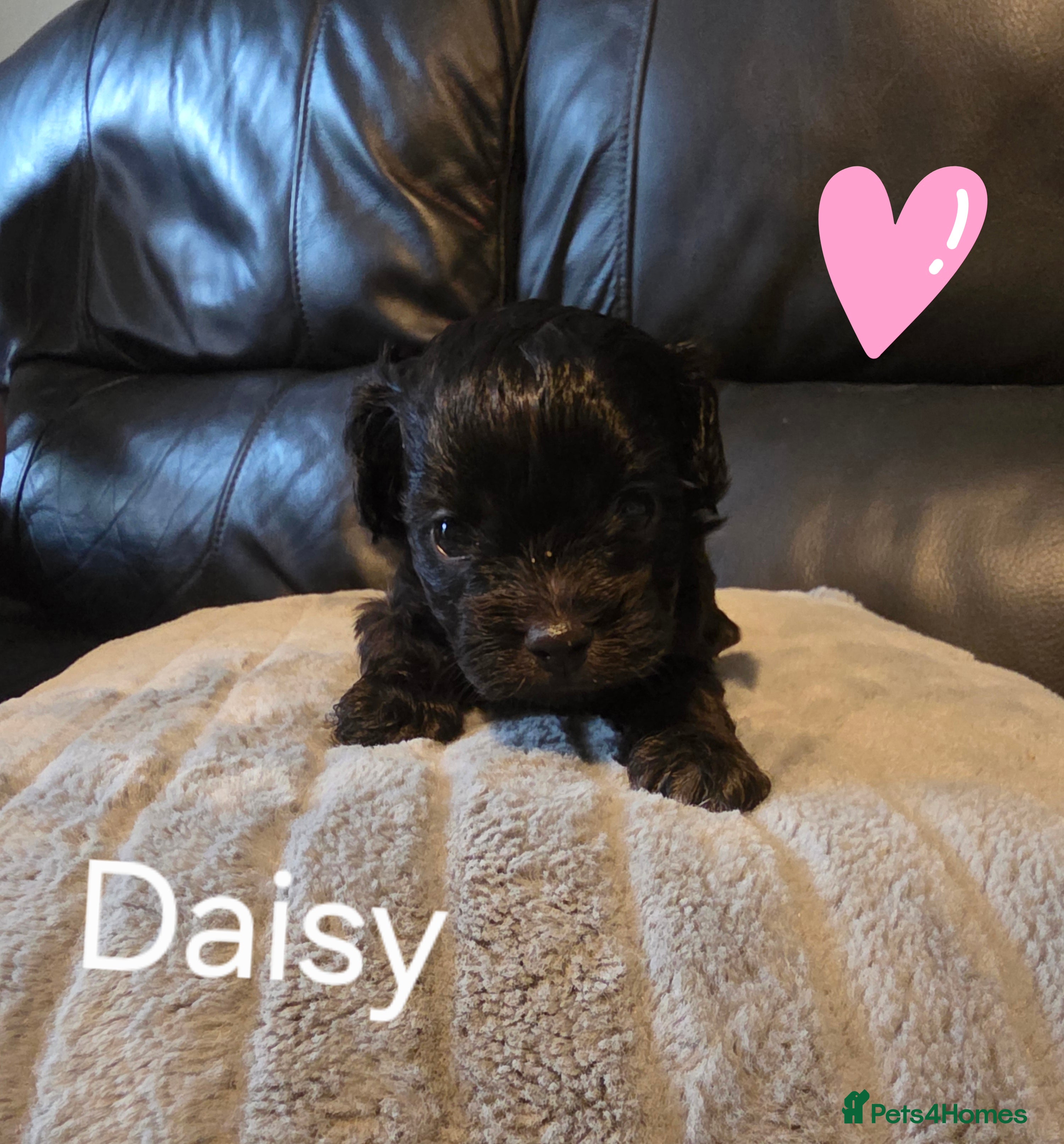 Mixed Breed dogs Beautiful solid puppies - Advert 3