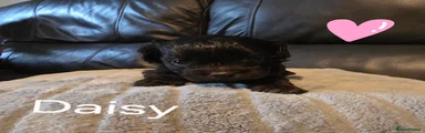 Mixed Breed Puppy 6