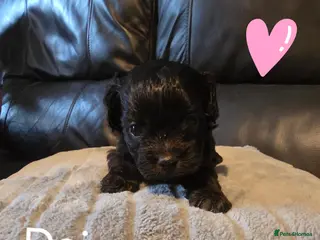 Mixed Breed dogs Beautiful solid puppies - Advert 1