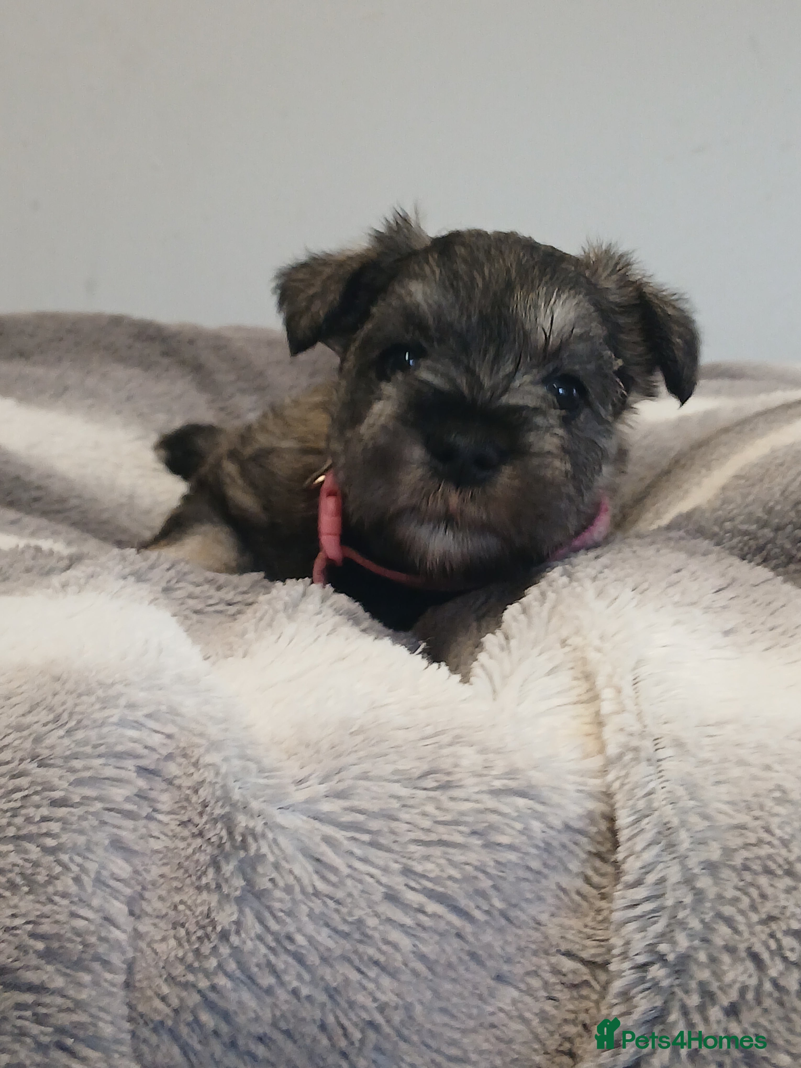 Miniature Schnauzer dogs Miniature shnauzer puppies  - Advert 2