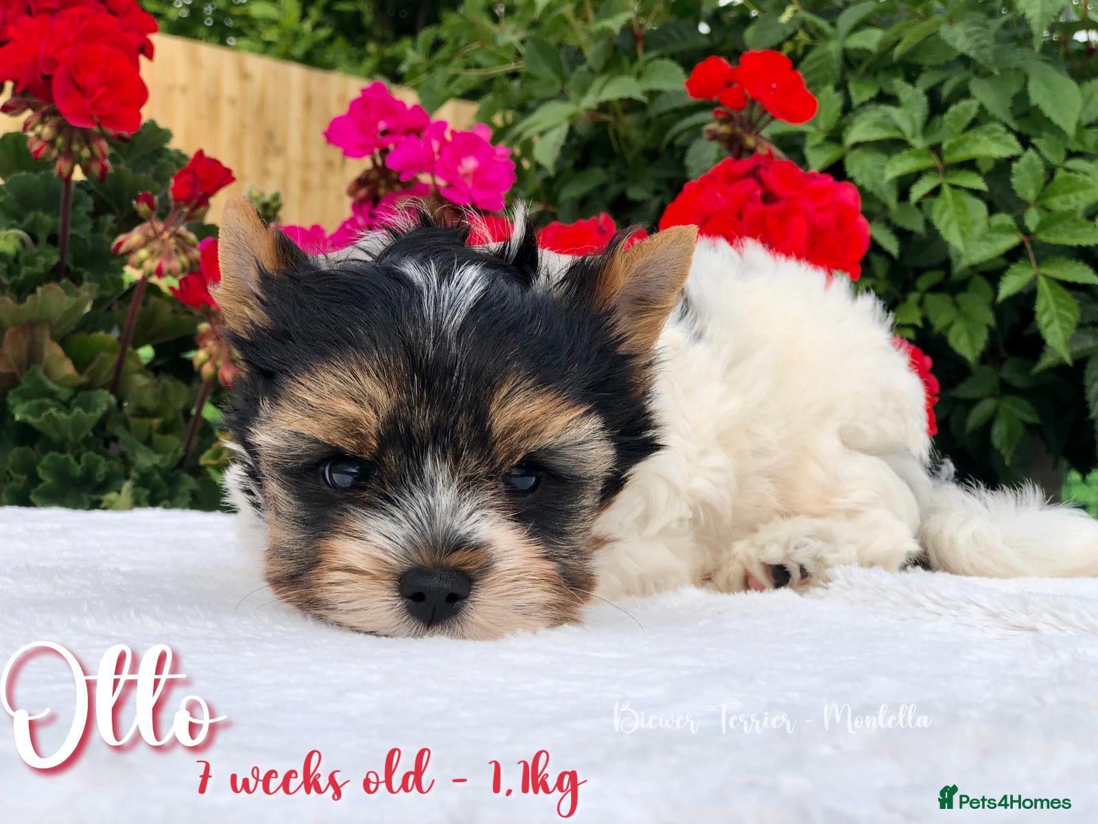 Biewer Terrier dogs for sale: One boy left Biewer Terriers! - Advert 3