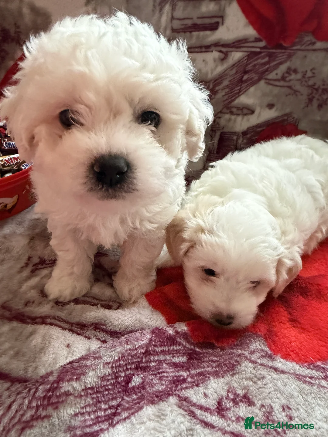 Bichon Frise dogs for sale: The Pedigree Club Bichon Frise Puppies - Advert 4