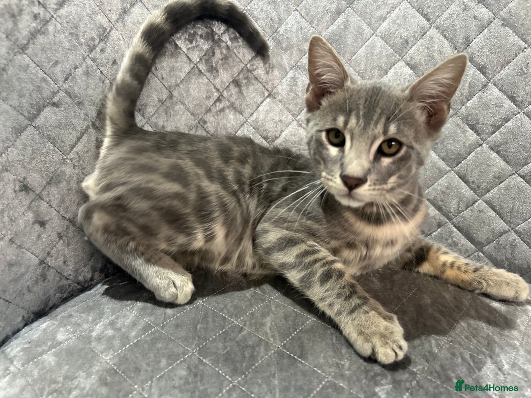 Bengal cats for sale: Striking Blue TICA Male Bengal Kittens 💙  - Image 4