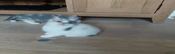 British Shorthair cats for sale: 5 GCCF REGISTERED KITTENS - Advert 18