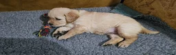 Golden Retriever dogs for sale: 3x KC golden retriever pups, ready 22nd June - Advert 19