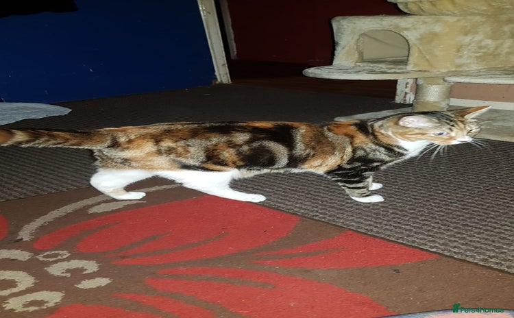 Domestic Shorthair cats - Advert 5