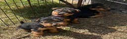 Welsh Terrier dogs for sale: Gorgeous Welsh Terrier Puppies - Advert 3