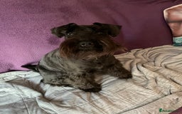 Miniature Schnauzer dogs for sale: Looking for a loving home for 1yr old loving girl - Image 1