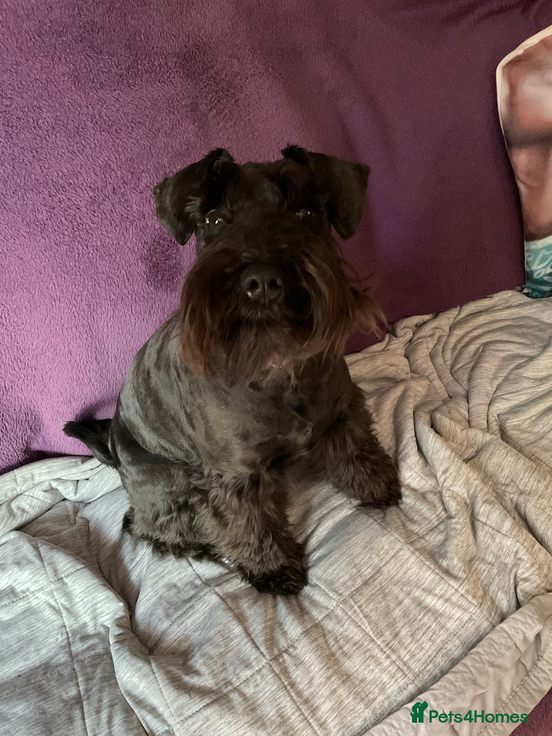 Miniature Schnauzer dogs for sale: Looking for a loving home for 1yr old loving girl - Image 1