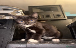 Mixed Breed cats for sale: 2 beautiful for kittens for sale  - Image 2