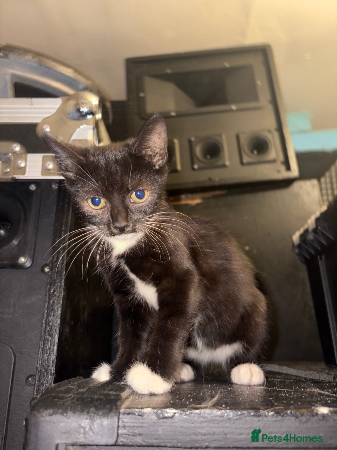 Mixed Breed cats for sale: 2 beautiful for kittens for sale  - Image 2