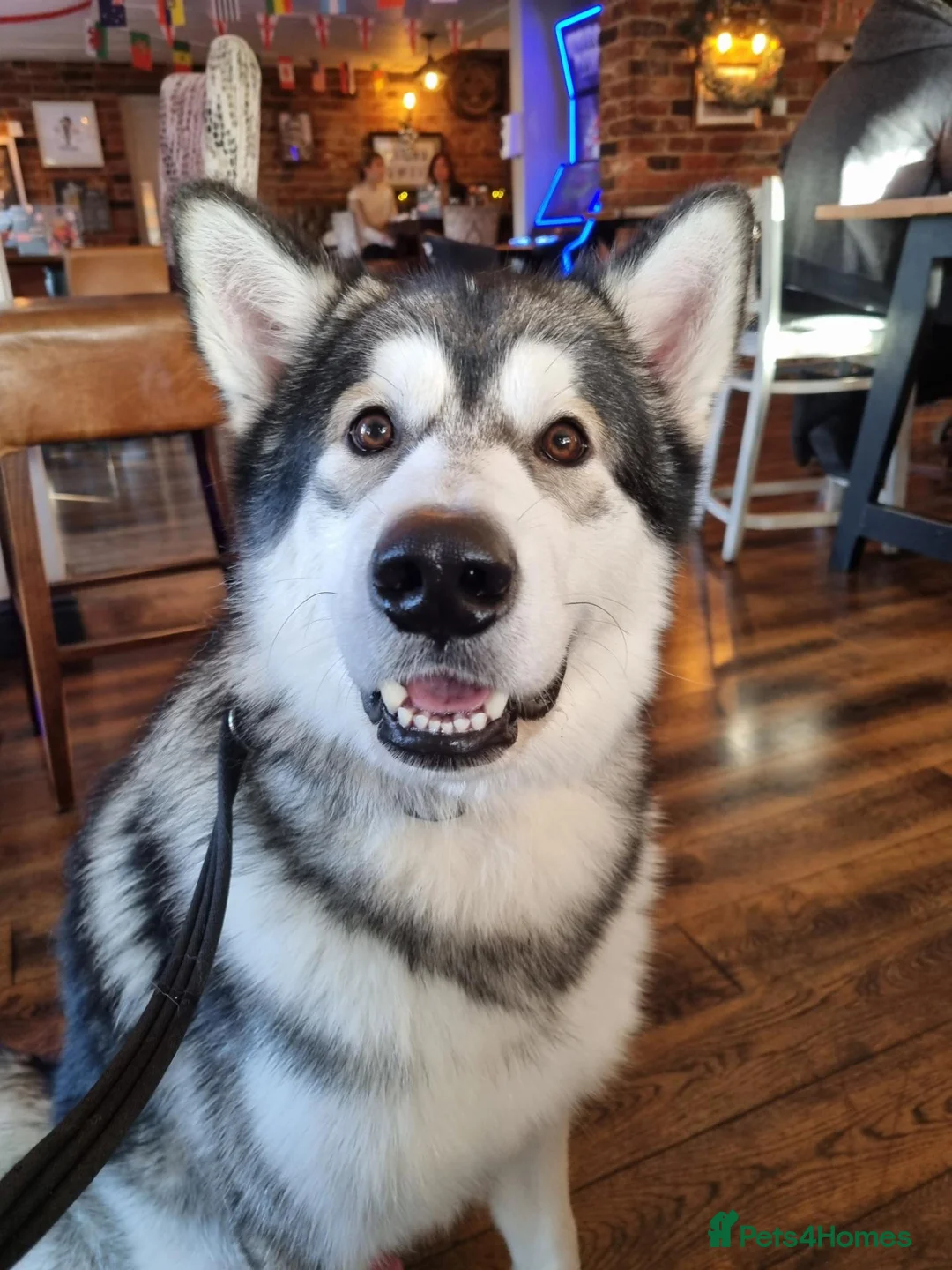 Alaskan Malamute dogs for stud: Alaskan Malamute to Stud - Monty! in Nottingham - Advert 2