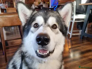 Alaskan Malamute dogs Alaskan Malamute to Stud - Monty! - Advert 2