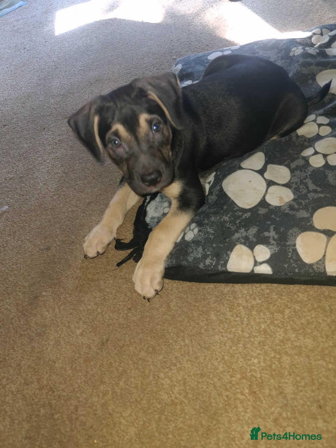 Cane Corso dogs for sale: Cane corso x - Image 5