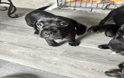 Mixed Breed dogs for sale: Frocker puppies for sale  - Image 14