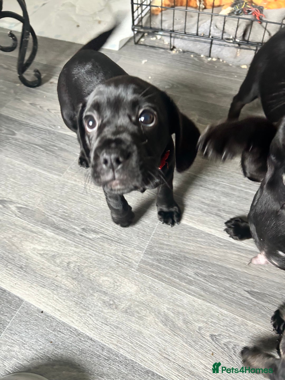 Mixed Breed dogs for sale: Frocker puppies for sale  - Image 14