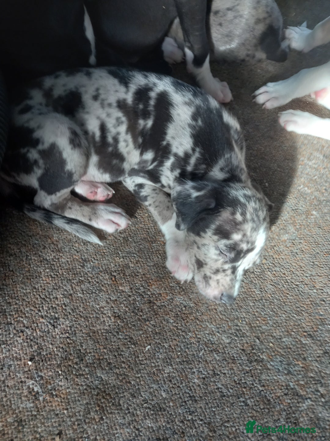 Mixed Breed dogs for sale: Puppies - Image 4