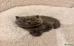 British Shorthair cats for sale: British Shorthair Blue 3 Girls GCCF registered  - Image 11