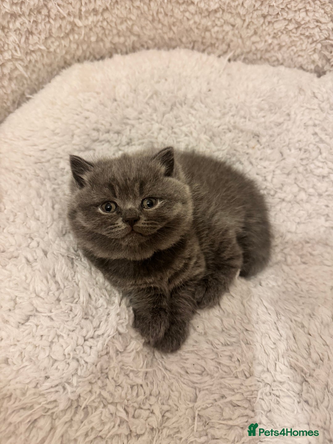 British Shorthair cats for sale: British Shorthair Blue 3 Girls GCCF registered  - Image 11