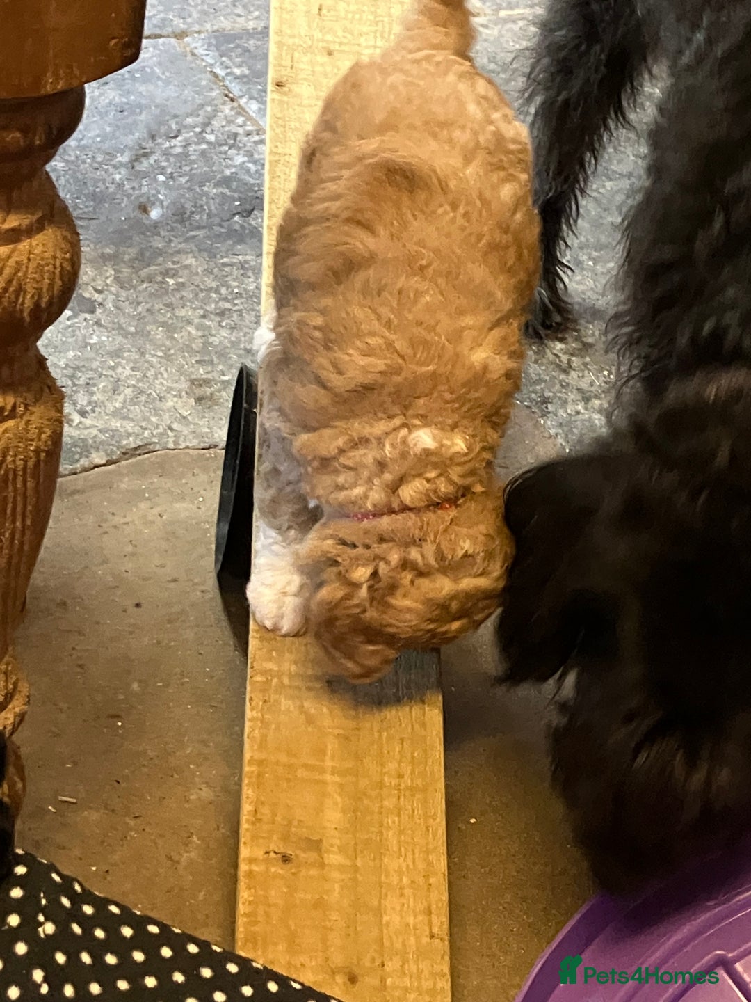 Australian Labradoodle dogs for sale: Stunning miniature Australian labradoodles - Image 10