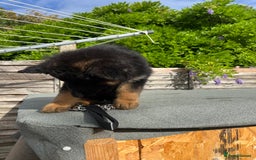 German Shepherd dogs for sale: Geman shepherd puppy  - Image 2