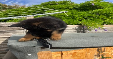 German Shepherd dogs - Advert 1