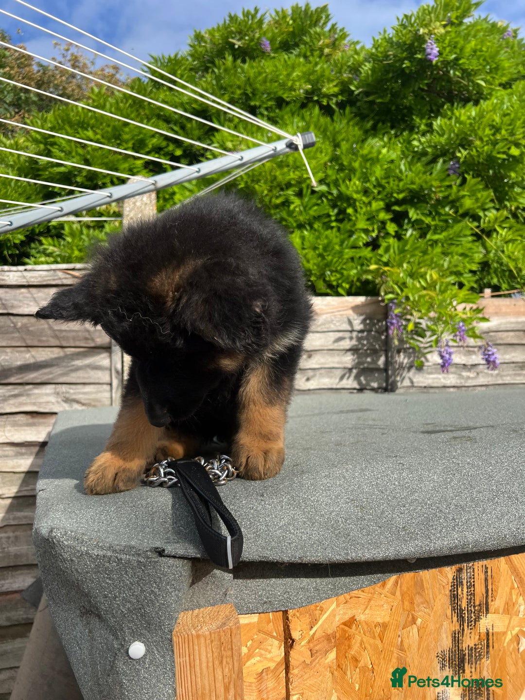German Shepherd dogs for sale: Geman shepherd puppy  - Image 2