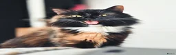 British Shorthair cats for sale: 3 Lovely, Fluffy Little Kittens - Ready To Go - Advert 11