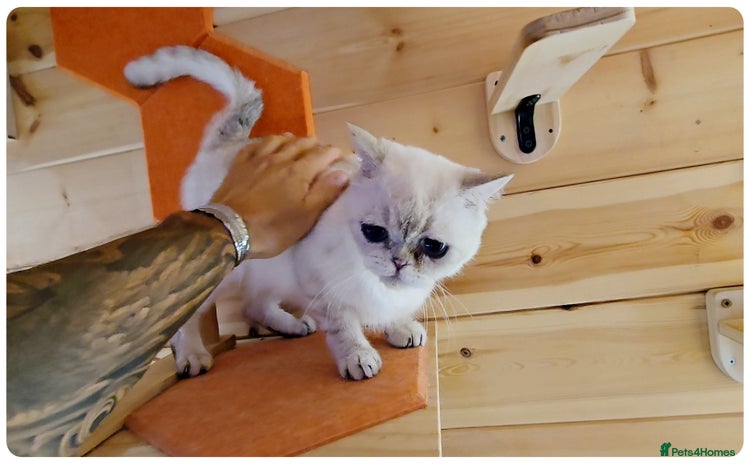 Scottish Fold cats - Advert 1