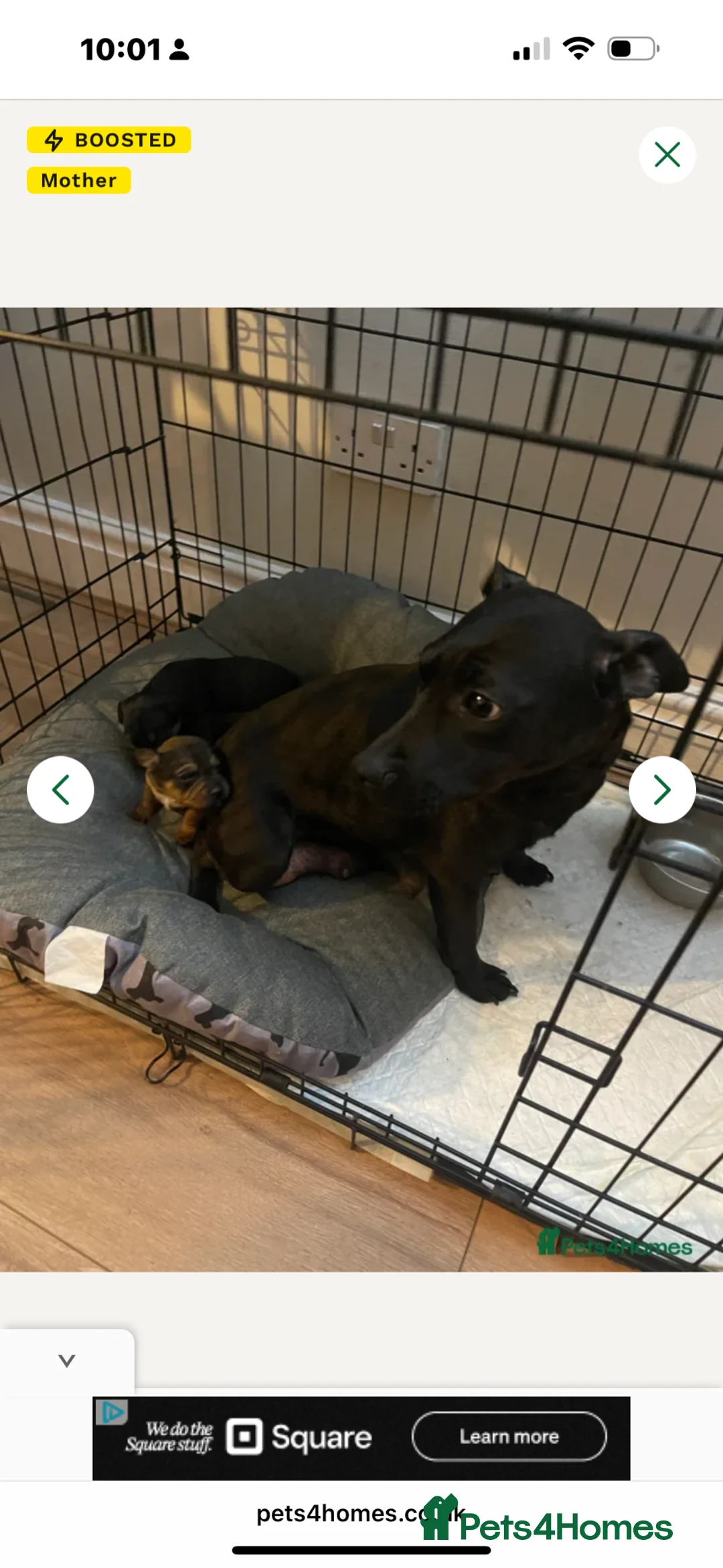 Patterdale Terrier dogs for sale: Patterdale terrier puppies  - Advert 1
