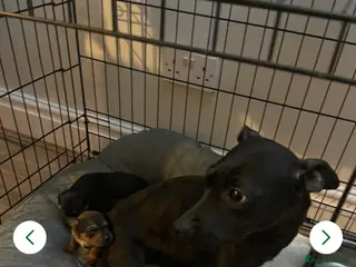 Patterdale Terrier dogs Patterdale terrier puppies - Advert 1