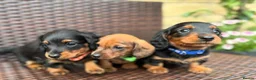 Miniature Dachshund dogs for sale: BEAUTIFUL PUPPIES  - Advert 1