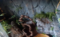 Python Snake reptiles for sale: Female Royal Python with Vivarium - Image 5