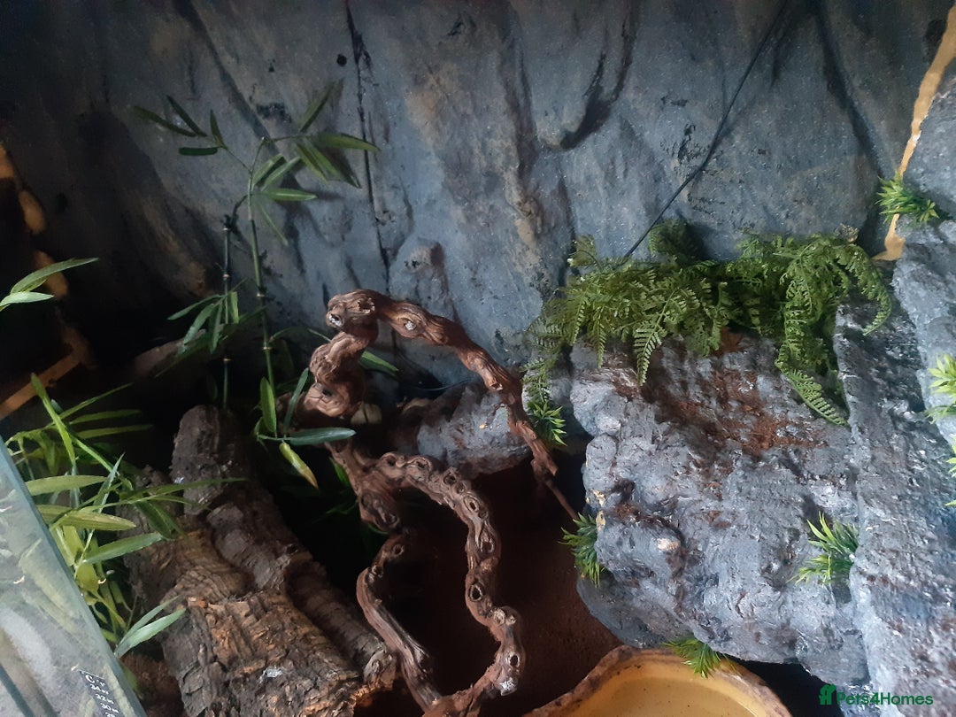 Python Snake reptiles for sale: Female Royal Python with Vivarium - Image 5