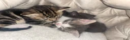 Mixed Breed cats for sale: 3 female kittens  - Advert 3