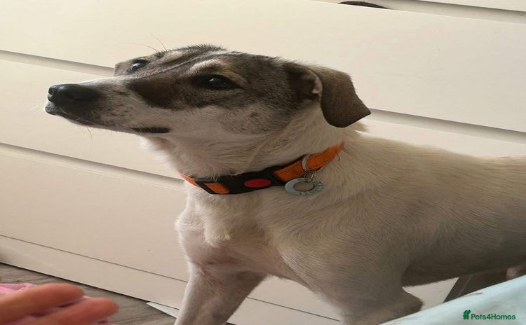 Mixed Breed dogs - Advert 1