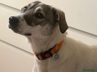 Mixed Breed dogs Lotty (2) Norwich Norfolk - Advert 4