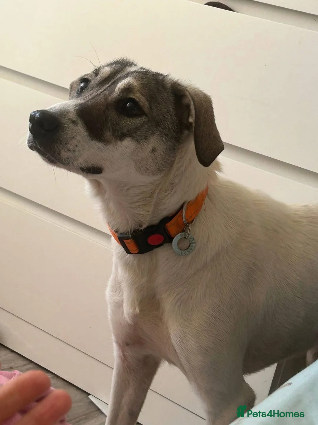 Mixed Breed dogs for adoption: Lotty (2) Norwich Norfolk  - Advert 1