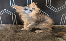 Maine Coon cats for sale: Pedigree Maine coons ready 17/11/25 - Advert 6