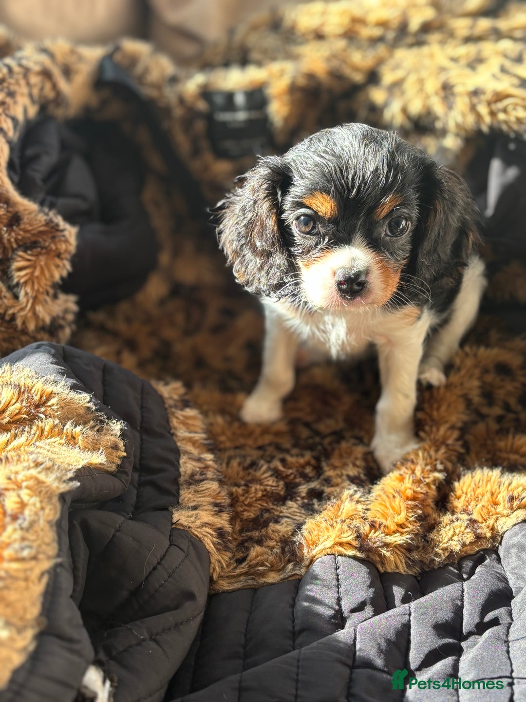 Cavalier King Charles Spaniel dogs for sale: 2 beautiful cavalier King Charles  - Image 3