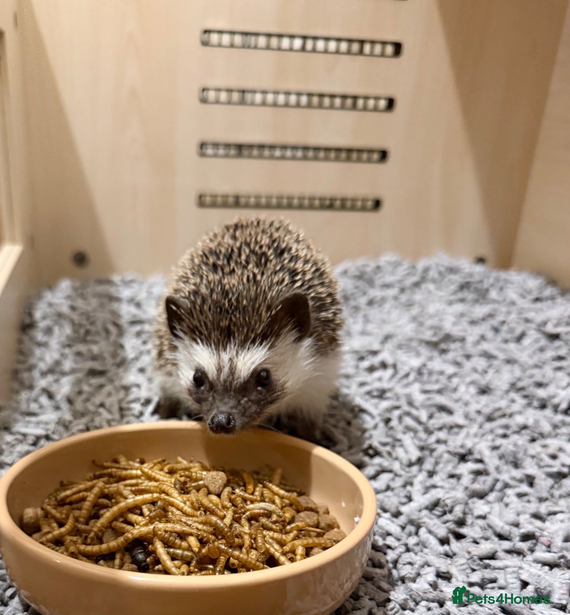 Pygmy Hedgehog rodents Male African Pygmy hedgehog  - Advert 1