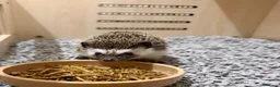 Pygmy Hedgehog rodents for sale: Male African Pygmy hedgehog  in Cheadle - Advert 1