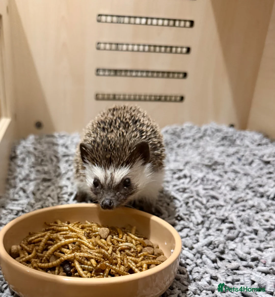 Pygmy Hedgehog rodents for sale: Male African Pygmy hedgehog  in Cheadle - Advert 1
