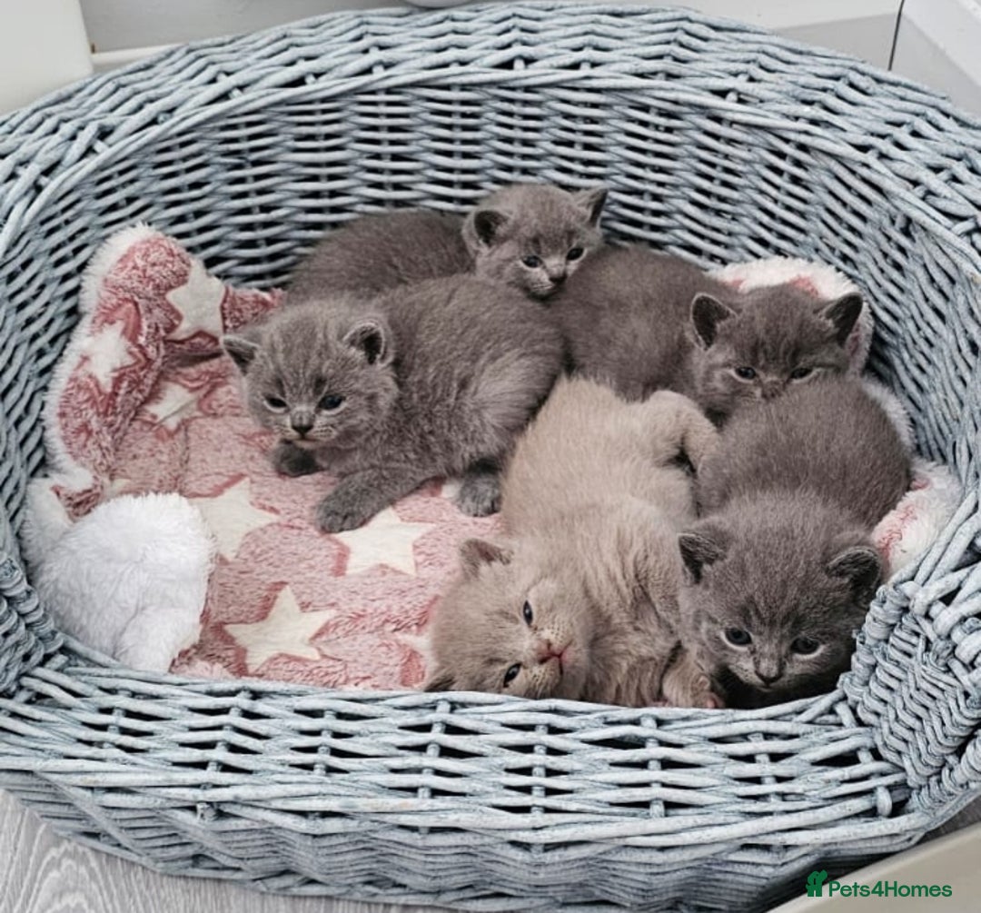 British Shorthair cats for sale: British shorthair blue/lilac kittens  - Image 3
