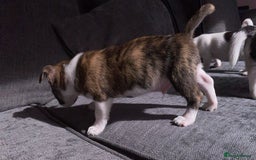Jack Russell dogs for sale: Beautiful jack russle puppies - Image 26
