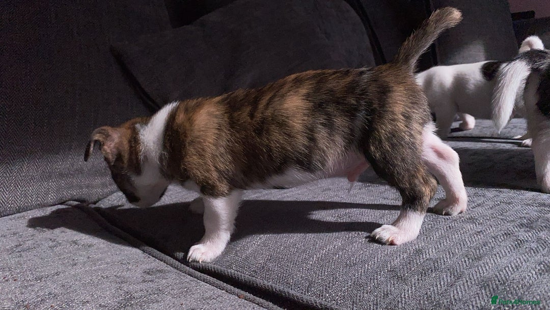 Jack Russell dogs for sale: Beautiful jack russle puppies - Image 26