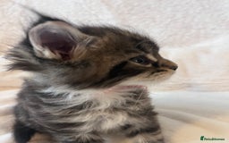 Maine Coon cats for sale: Maine coon kitten  - Image 13