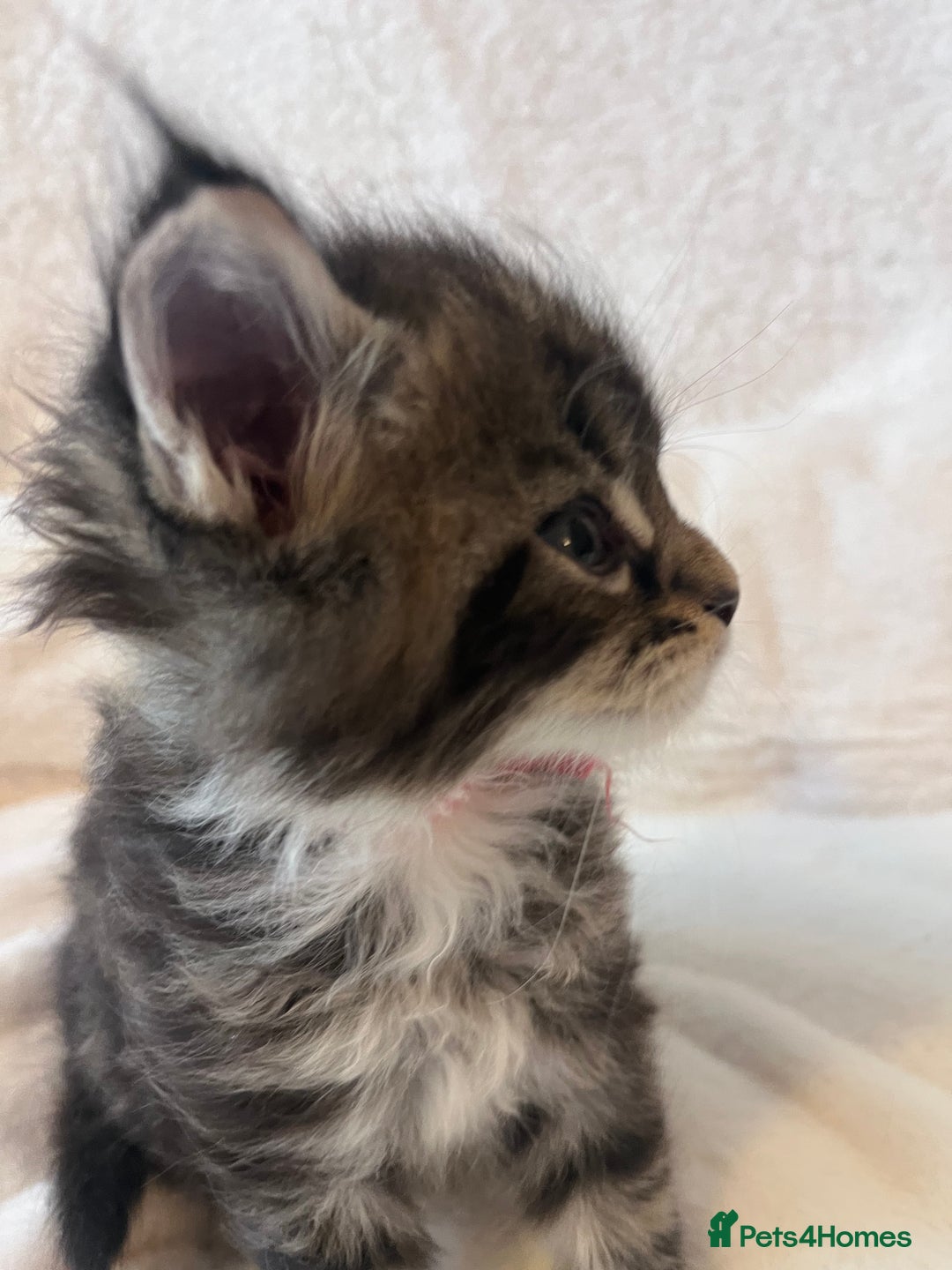 Maine Coon cats for sale: Maine coon kitten  - Image 13