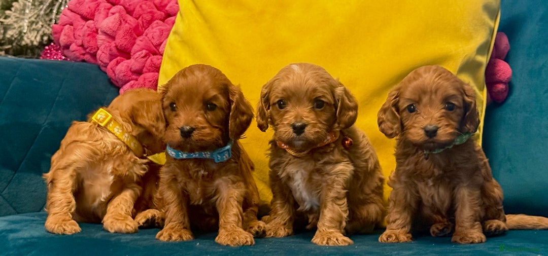 Cavapoo dogs for sale: Happy, healthy, playful litter of red cavapoos   - Advert 2